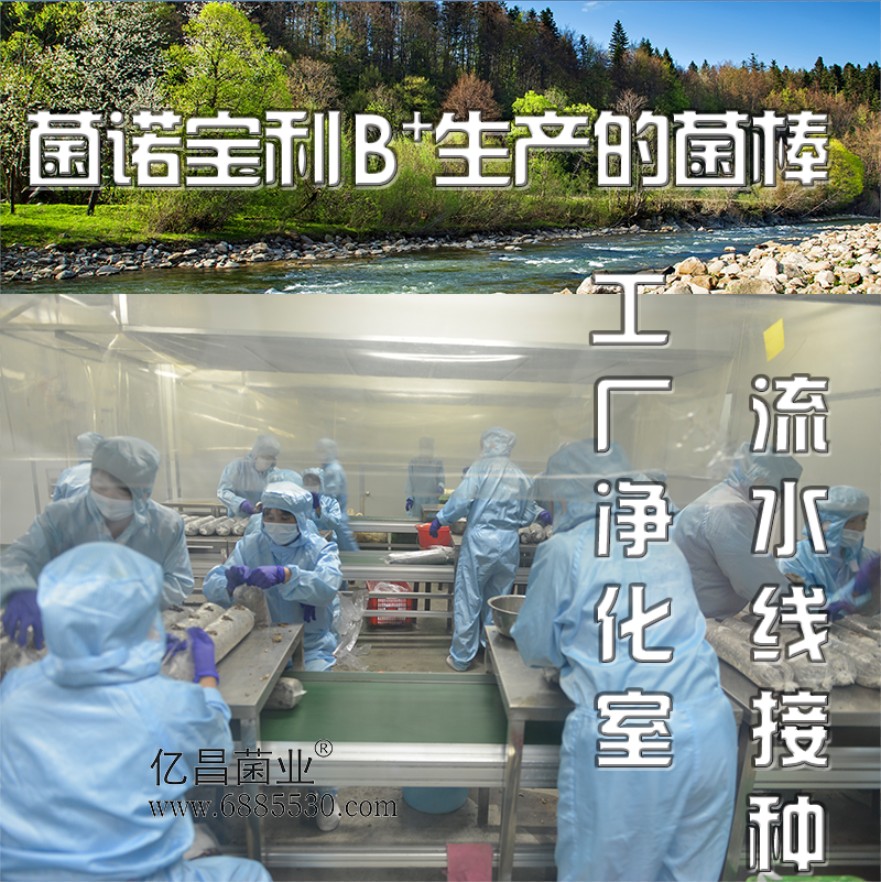 亿昌菌业菌诺宝利B+（网页-11）工厂净化室流水线接种
